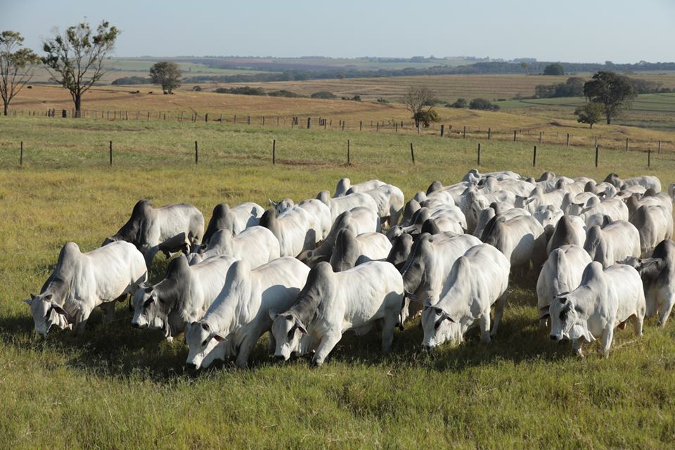 Aos 70 anos, Terra Boa oferece produtos de seleção funcional