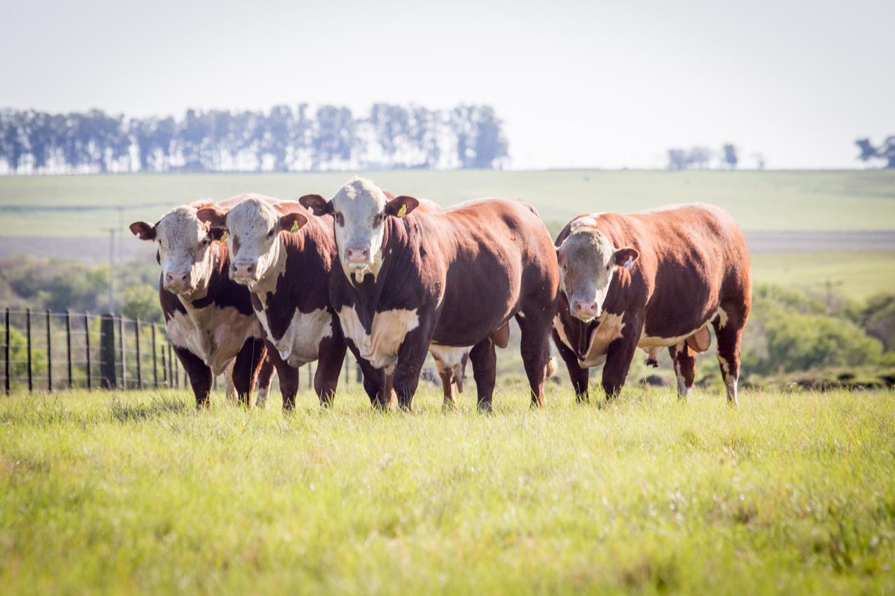 Grande expectativa para o 48 Remate Guatambu Alvorada e Caty