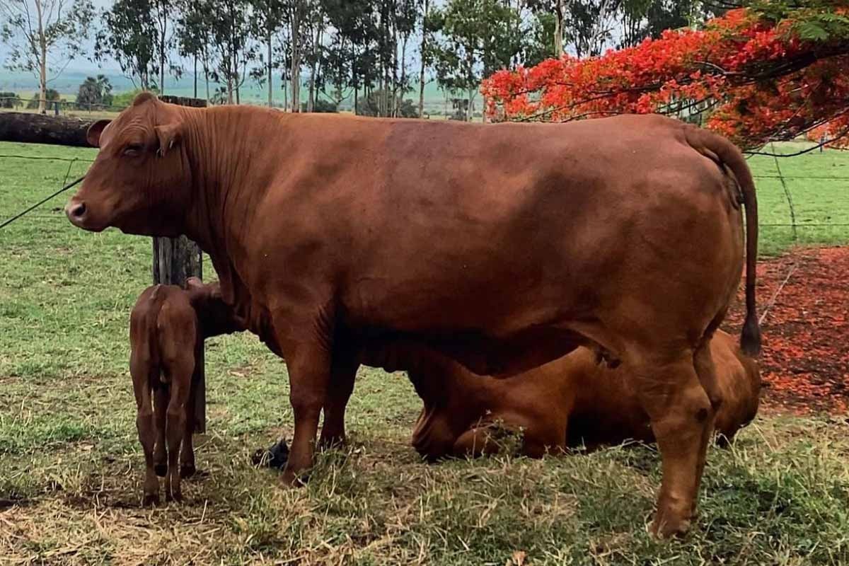 Contagem regressiva para o 10º Leilão Central Senepol Para os Amigos