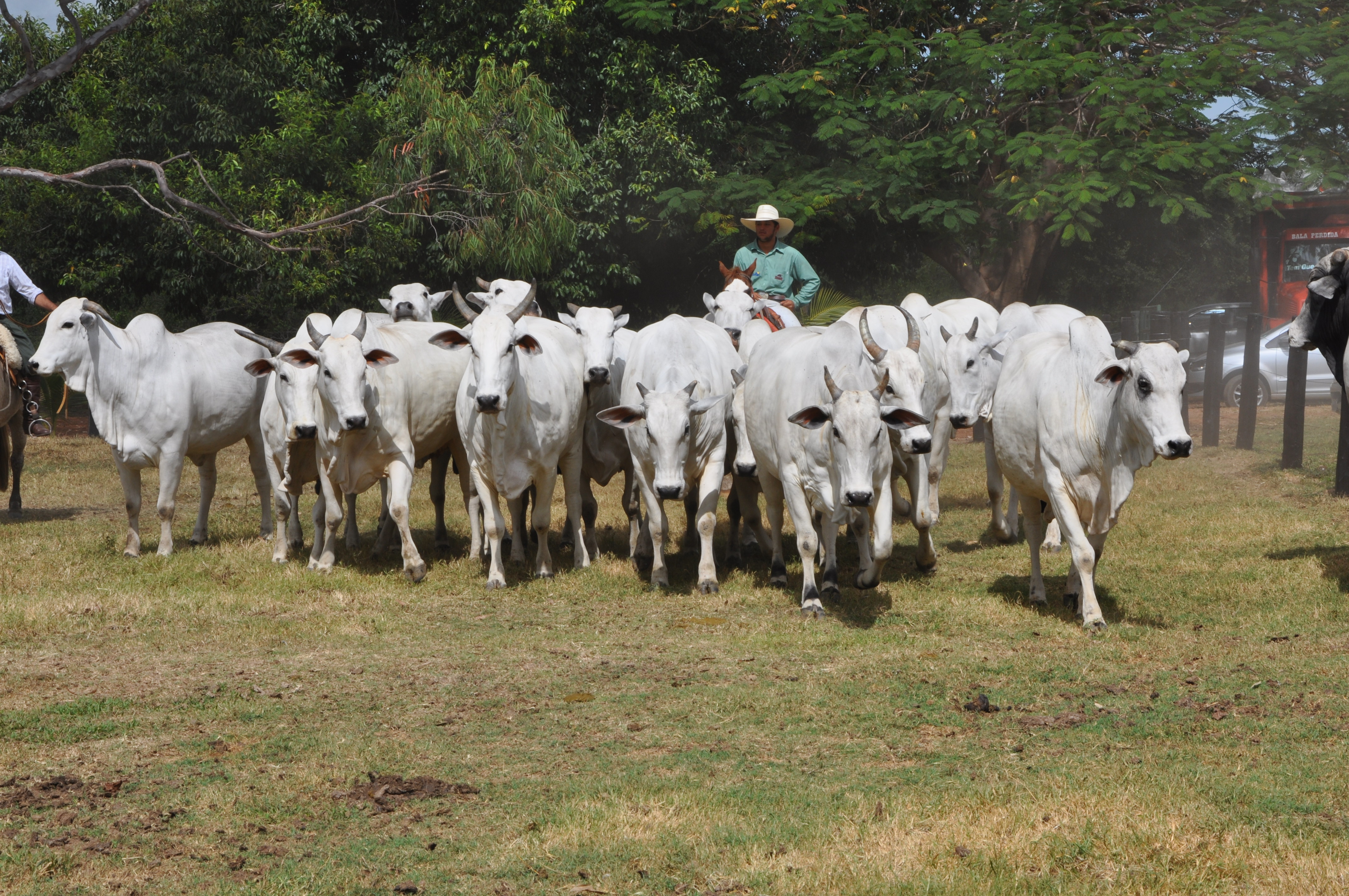 Fazenda Sucuri apresenta seleção de destaque em remate