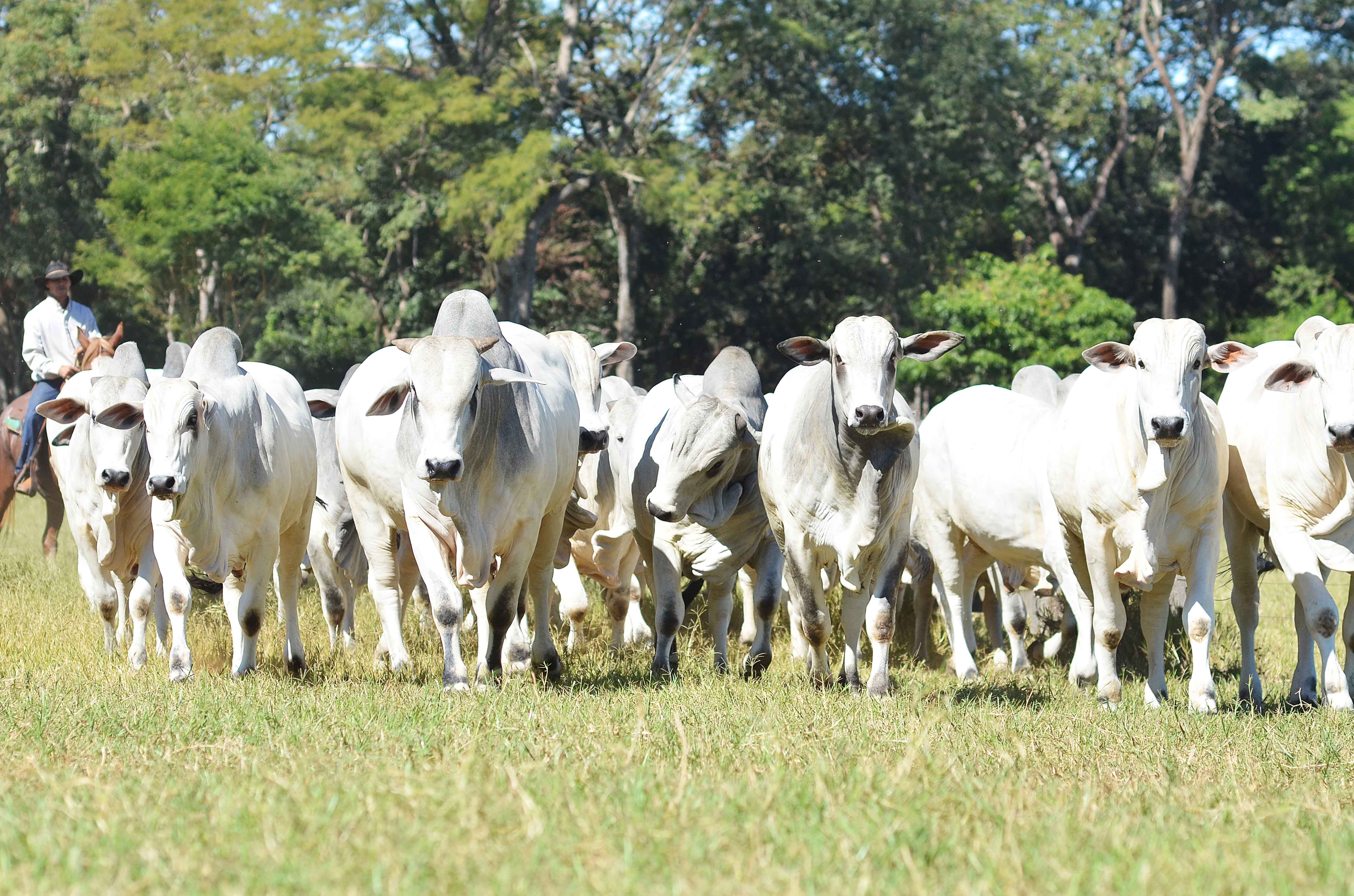 3º Leilão Genética Top Beabisa apresenta animais com avaliação superior