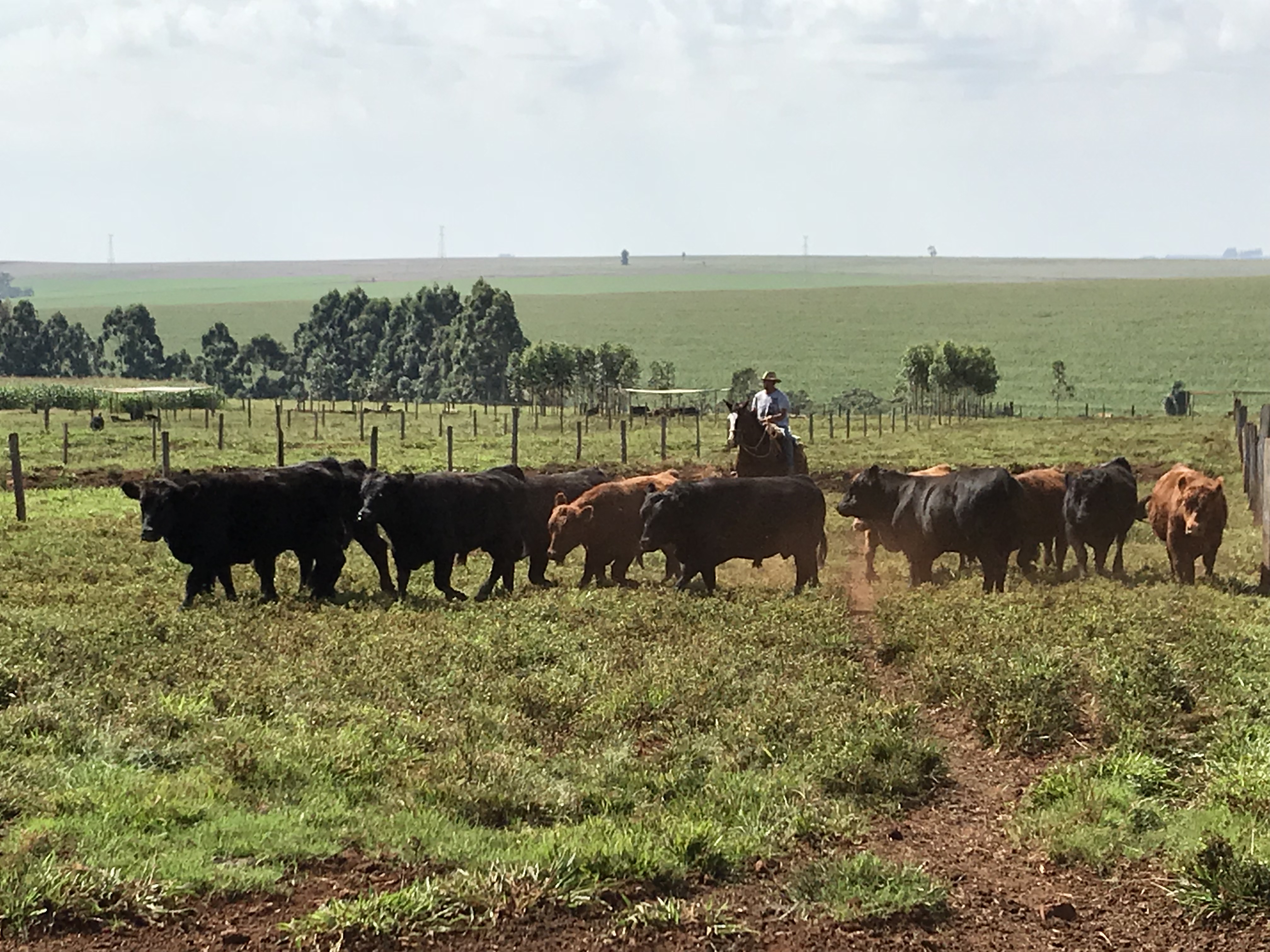 Paraná se prepara para grande oferta de Angus