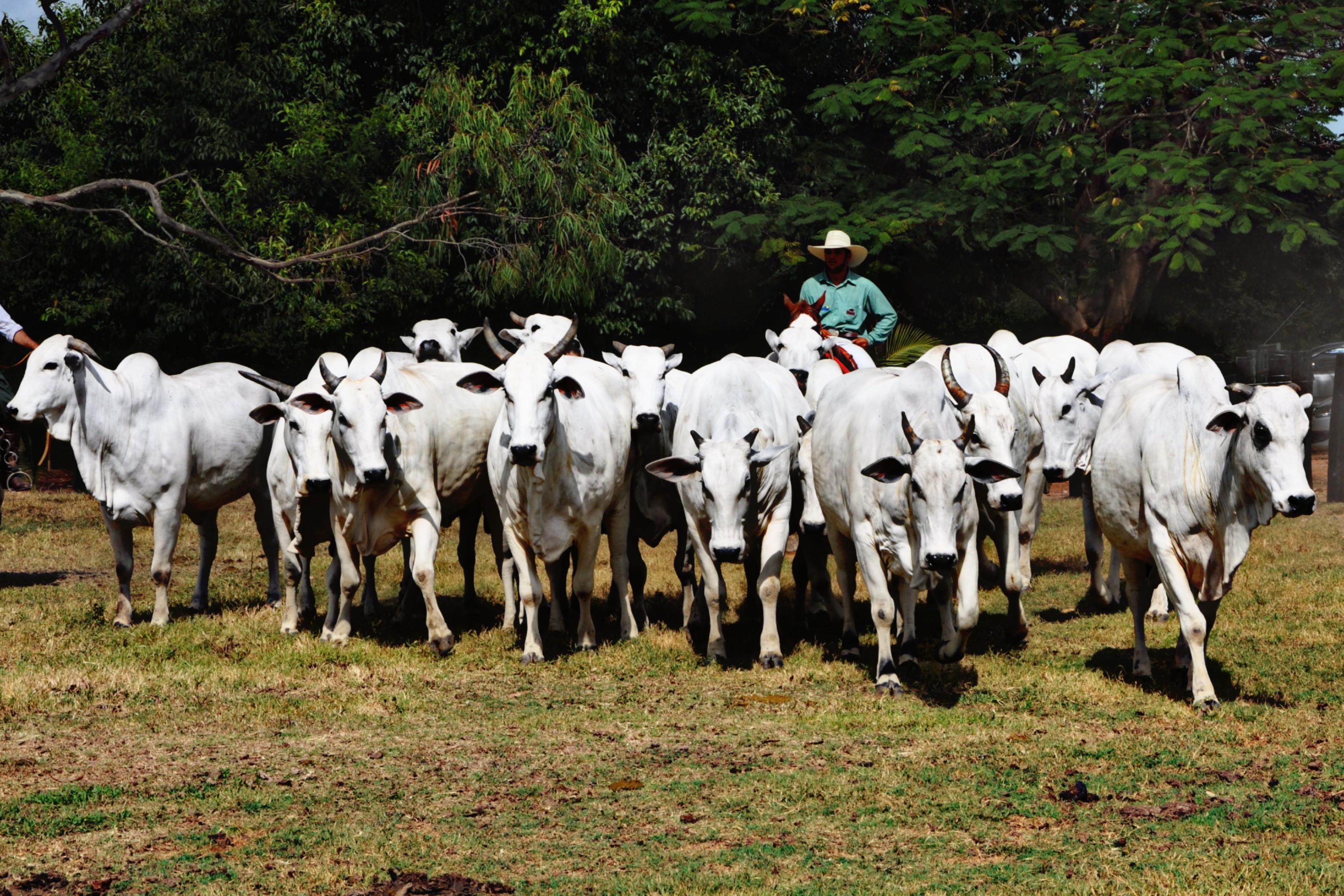 Fazenda Sucuri se prepara para Leilão Outono 2019