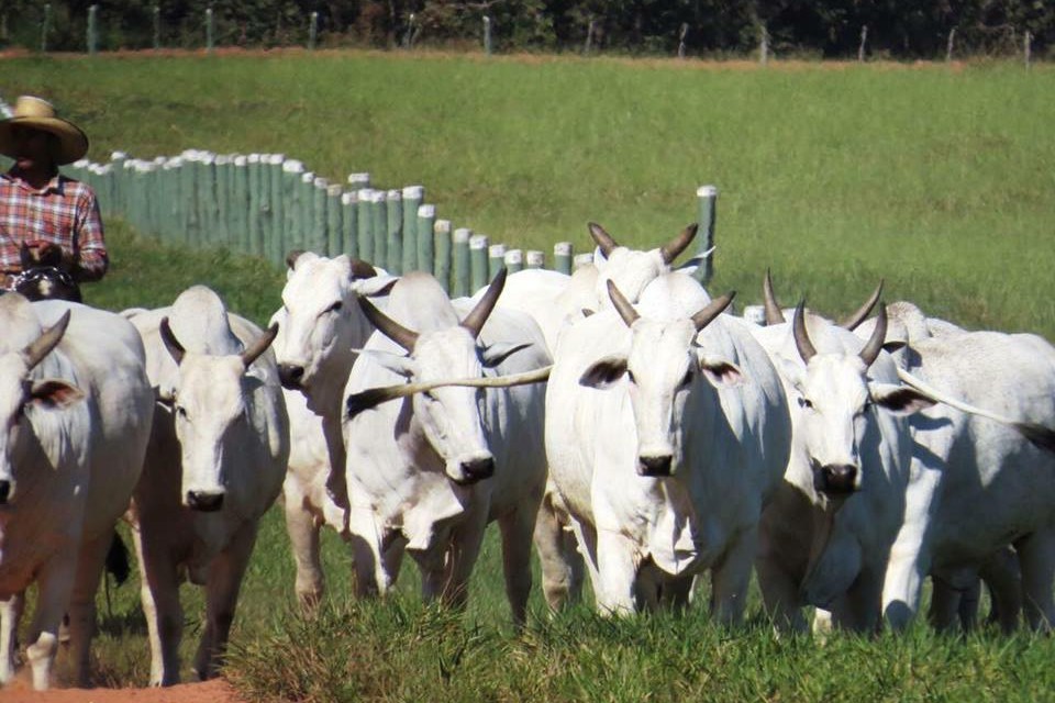 Fazenda Modelo prepara quarto Dia de Campo e remates da marca