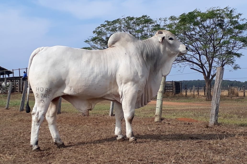 HoRa expande sua genética para várias partes do Brasil