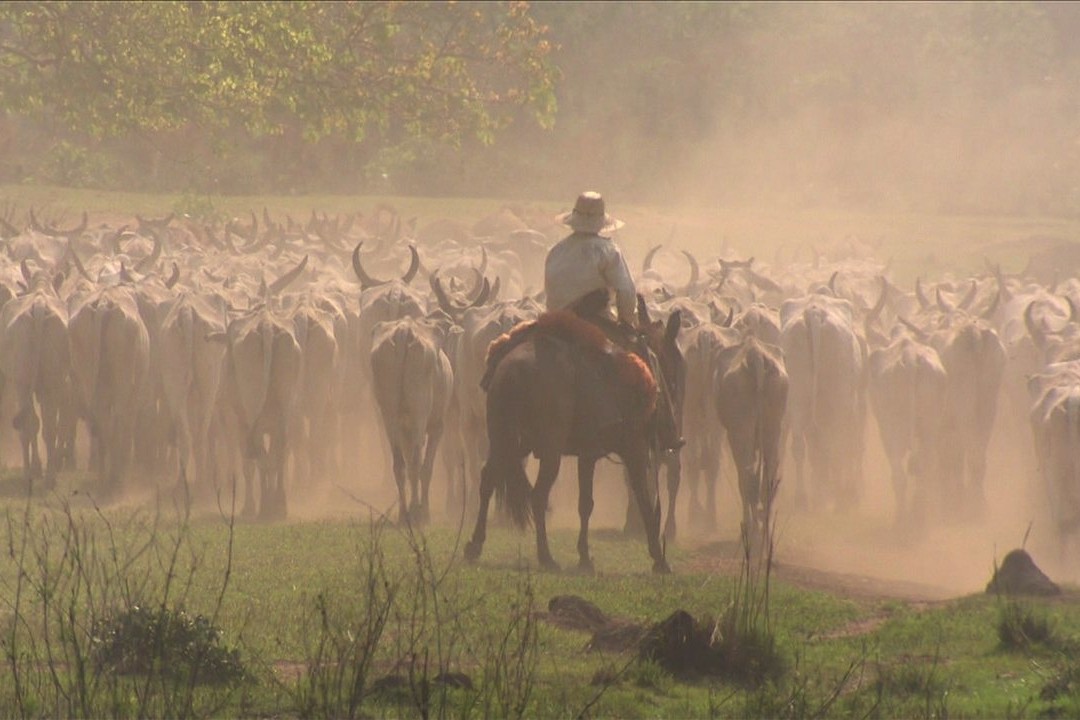 Grande expectativa para último leilão do ano no Pantanal