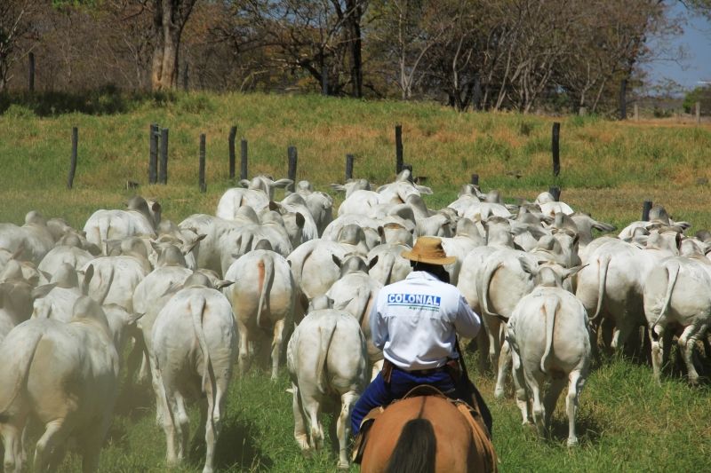 Colonial Agropecuária celebra 50 anos com comercialização especial