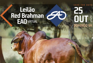 LEILÃO RED BRAHMAN EAO VIRTUAL