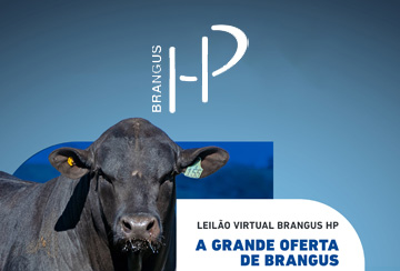 LEILÃO VIRTUAL BRANGUS HP