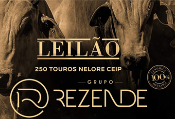 LEILÃO TOUROS GRUPO REZENDE