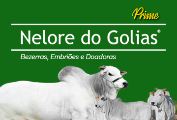 LEILÃO NELORE DO GOLIAS PRIME