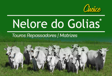 LEILÃO NELORE DO GOLIAS CHOICE