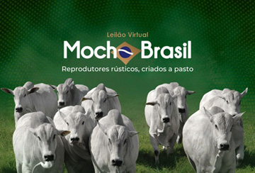 LEILÃO VIRTUAL MOCHO BRASIL