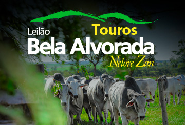 LEILÃO TOUROS BELA ALVORADA NELORE ZAN