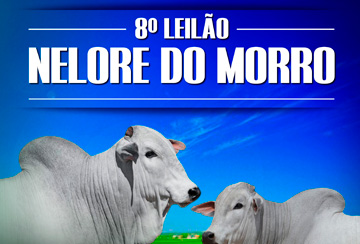 8º LEILÃO NELORE DO MORRO