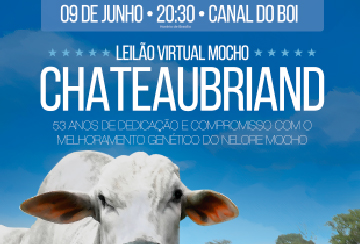 LEILÃO VIRTUAL MOCHO CHATEAUBRIAND