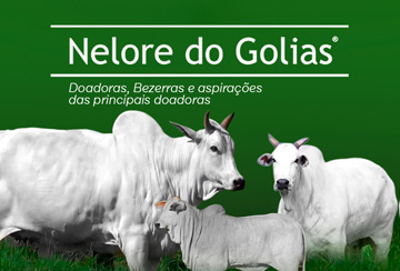 LEILÃO NELORE DO GOLIAS