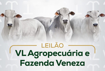 LEILÃO VL AGROPECUÁRIA E FAZENDA VENEZA - TOUROS NELORE PO