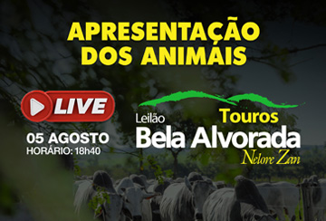 LIVE APRESENTAÇÃO DOS ANIMAIS -  LEILÃO TOUROS BELA ALVORADA NELORE ZAN