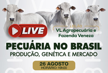 LIVE PECUÁRIA NO BRASIL -  LEILÃO VL AGROPECUÁRIA E FAZENDA VENEZA - TOUROS NELORE PO