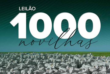 LEILÃO 1000 NOVILHAS