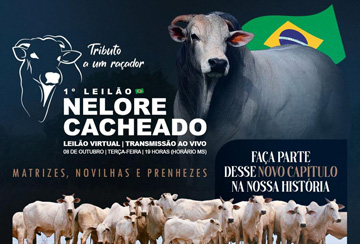 1º LEILÃO NELORE CACHEADO