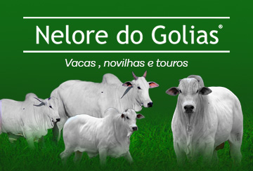 LEILÃO NELORE DO GOLIAS