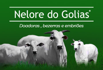 LEILÃO NELORE DO GOLIAS