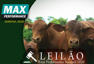 LEILÃO VIRTUAL MAX PERFORMANCE SENEPOL 2020 - DE OLHO NA FAZENDA DE 07 A 10/12