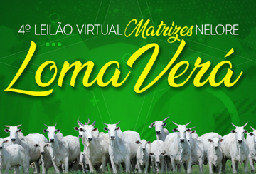 4º LEILÃO VIRTUAL MATRIZES NELORE LOMA VERÁ