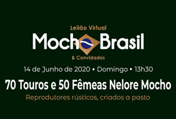 LEILÃO VIRTUAL MOCHO BRASIL & CONVIDADOS