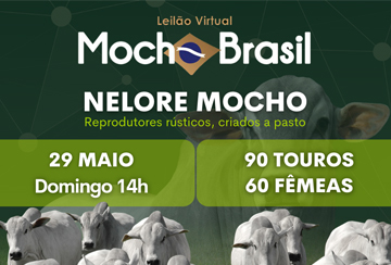 LEILÃO VIRTUAL MOCHO BRASIL