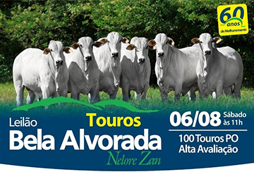 LEILÃO TOUROS BELA ALVORADA - NELORE ZAN