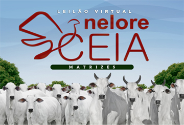 LEILÃO VIRTUAL NELORE CEIA - MATRIZES