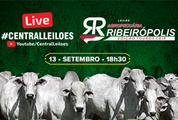 LIVE - APRESENTAÇÃO DOS ANIMAIS DO LEILÃO AGROPECUÁRIA RIBEIRÓPOLIS - EDIÇÃO TOUROS CEIP