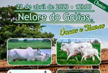 LEILÃO NELORE DO GOLIAS - CHOICE