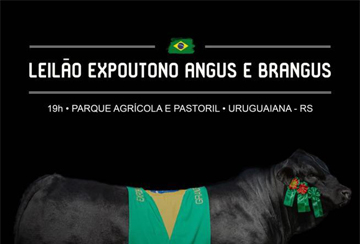 LEILÃO EXPOUTONO ANGUS E BRANGUS