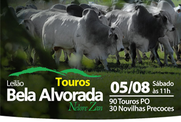 LEILÃO TOUROS BELA ALVORADA NELORE ZAN