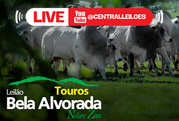 LIVE - APRESENTAÇÃO DOS ANIMAIS DO LEILÃO TOUROS BELA ALVORADA NELORE ZAN