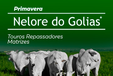 LEILÃO NELORE DO GOLIAS - PRIMAVERA