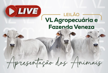 LIVE APRESENTAÇÃO DOS ANIMAIS - LEILÃO VL AGROPECUÁRIA E FAZENDA VENEZA - TOUROS NELORE PO