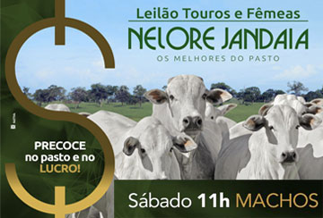 LEILÃO TOUROS NELORE JANDAIA