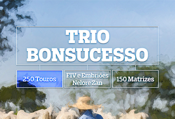 LEILÃO TRIO BONSUCESSO - REPRODUTORES